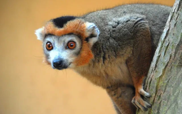 lemur korunkatý, samec