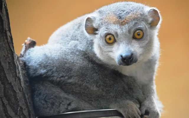 Držte nám palce s odchovem lemura korunkatého, vzkázala plzeňská zoo. Loni mládě po pár dnech uhynulo