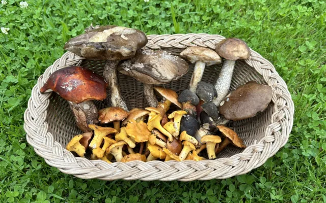 Vyrazili jsme do lesa prověřit, zda už opravdu rostou houby. A máme pro vás dobrou zprávu