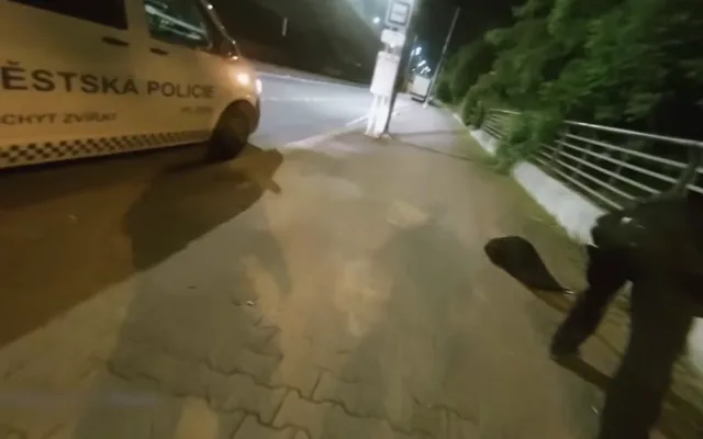VIDEO: Tady normálně běhá bobr, líčil šokovaný muž. Zavalitý hlodavec si vykračoval kousek od hlavního nádraží