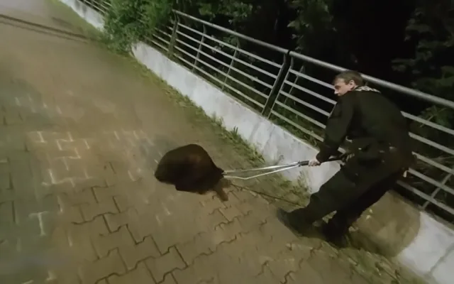 VIDEO: Tady normálně běhá bobr, líčil šokovaný muž. Zavalitý hlodavec si vykračoval kousek od hlavního nádraží