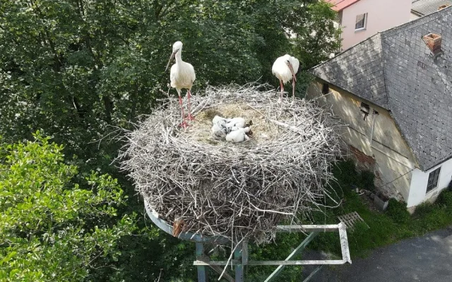 Adopce osiřelých čapích mláďat na náhradní hnízda jedou na plné obrátky