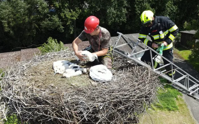 Adopce osiřelých čapích mláďat na náhradní hnízda jedou na plné obrátky