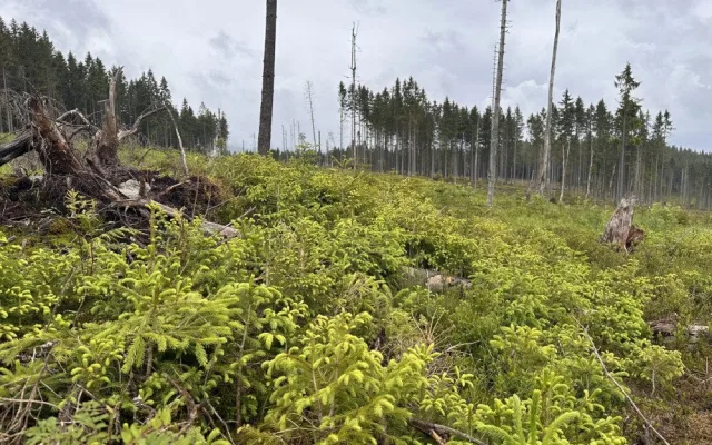 Přirozená obnova smrků a jeřábů ptačích. Foto Jan Dvořák
