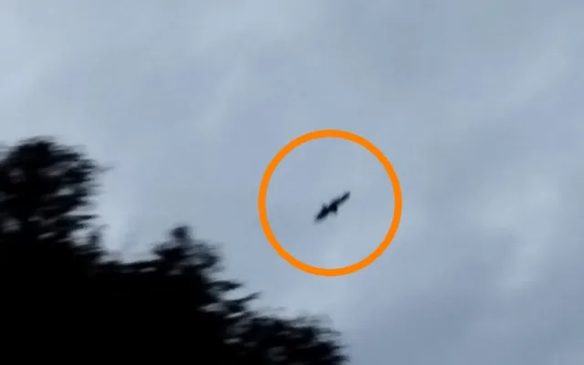 O mláďata se stará jeden z rodičů