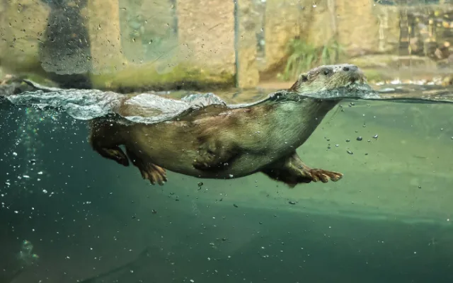Mláďata vyder říčních dostala jména Žofka a Hugo, odchov se v zoo podařil po dlouhých 14 letech
