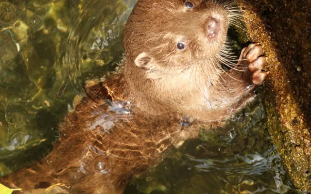 Mláďata vyder říčních dostala jména Žofka a Hugo, odchov se v zoo podařil po dlouhých 14 letech
