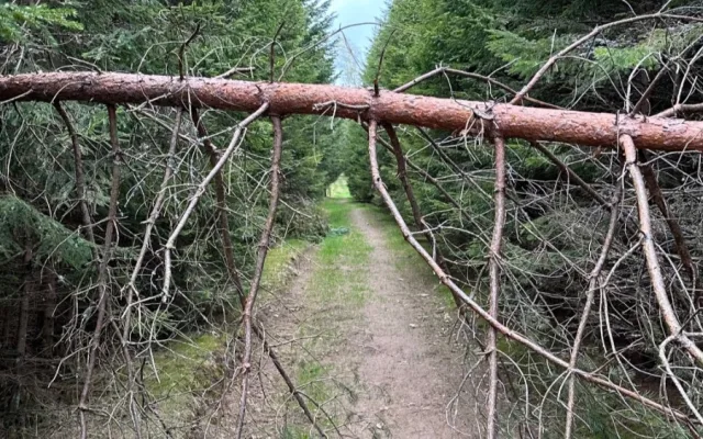 Suché stromy ohrožující značené turistické cesty na Šumavě se musí pokácet. Letos už jich šlo k zemi 6000
