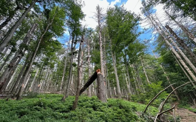 Suché stromy ohrožující značené turistické cesty na Šumavě se musí pokácet. Letos už jich šlo k zemi 6000