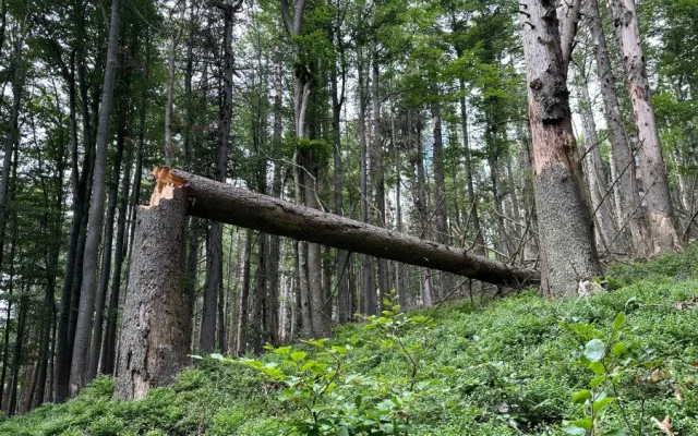 Suché stromy ohrožující značené turistické cesty na Šumavě se musí pokácet. Letos už jich šlo k zemi 6000