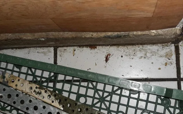 Plesnivé stropy, špína a mrtví švábi na podlaze, inspekce uzavřela zanedbaný Kebab house