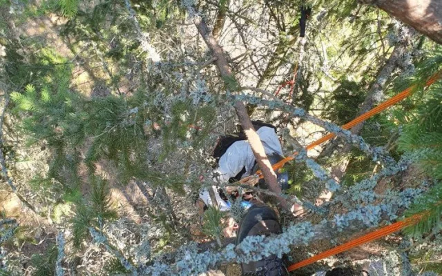 Šumavští horští záchranáři sundávali ze stromu dalšího paraglidistu, uvízl ve dvanáctimetrové výšce