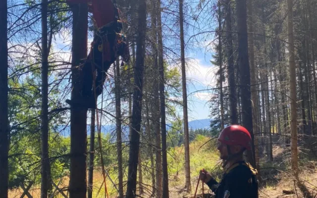 Šumavští horští záchranáři sundávali ze stromu dalšího paraglidistu, uvízl ve dvanáctimetrové výšce