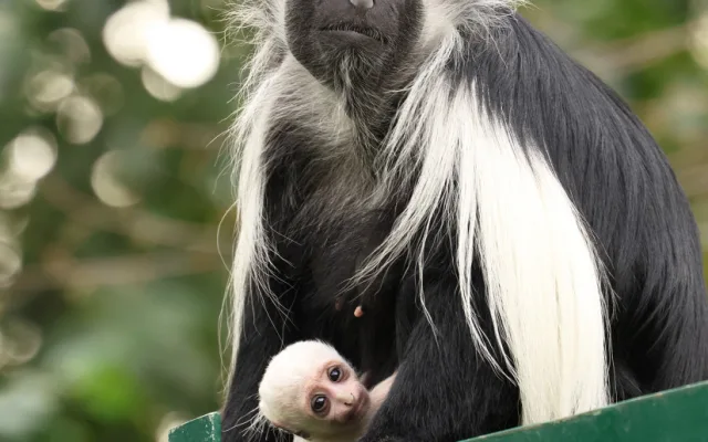 Obrovská radost v plzeňské zoo, narodilo se tam mládě guerézy angolské, matka i tlupa jej pečlivě hlídají