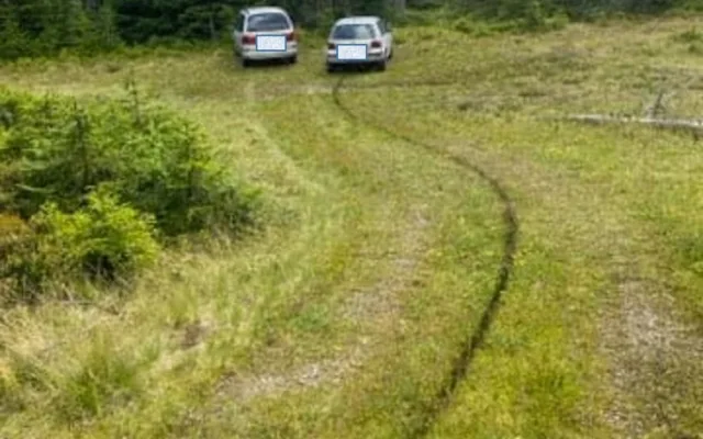 Gangy sběračů borůvek drancují lesy v NP Šumava. Strážci jim rozdali pokuty za více než čtvrt milionu korun