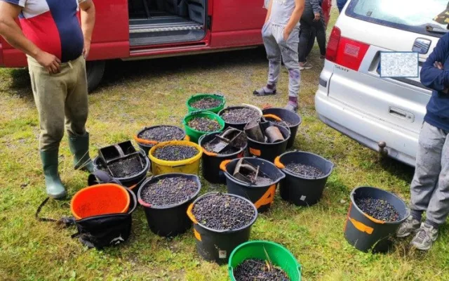 Gangy sběračů borůvek drancují lesy v NP Šumava. Strážci jim rozdali pokuty za více než čtvrt milionu korun