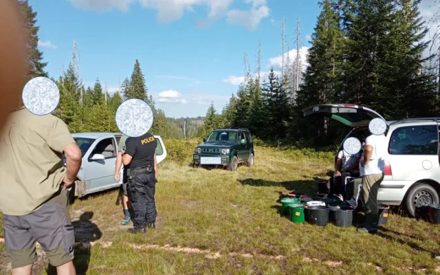 Gangy sběračů borůvek drancují lesy v NP Šumava. Strážci jim rozdali pokuty za více než čtvrt milionu korun