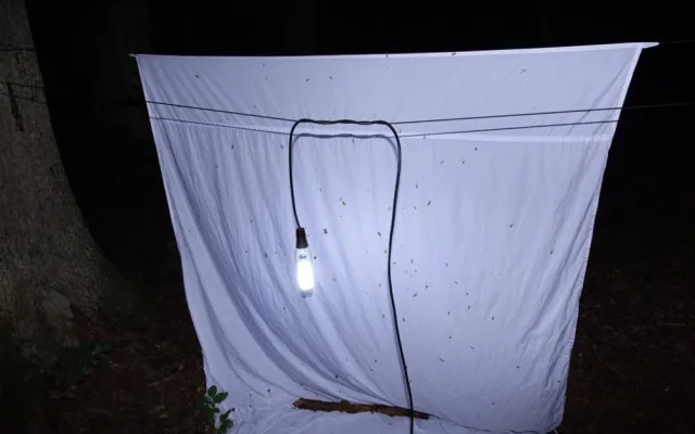 Krásu nočních motýlů mohou lidé obdivovat Arboretu Sofronka. Baterku s sebou, radí organizátoři