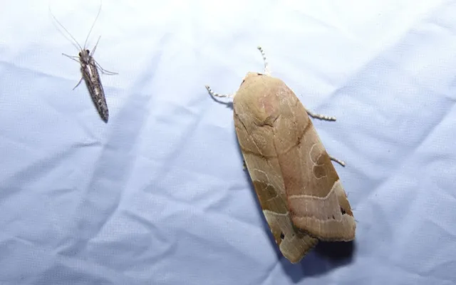 Krásu nočních motýlů mohou lidé obdivovat Arboretu Sofronka. Baterku s sebou, radí organizátoři