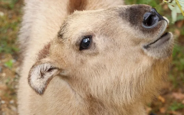 Jméno Born dostal první sameček vzácného a tajemného takina čínského, který se narodil v plzeňské zoo