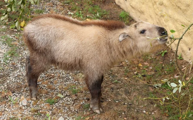 Jméno Born dostal první sameček vzácného a tajemného takina čínského, který se narodil v plzeňské zoo