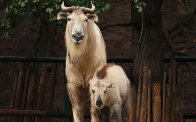 Jméno Born dostal první sameček vzácného a tajemného takina čínského, který se narodil v plzeňské zoo