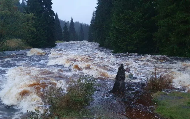 Vydra na Modravě, foto: Jarda Jarin Rendl