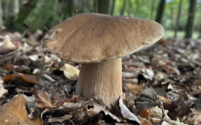 Neváhejte ani minutu, lesy jsou teď opravdu plné hub. Ideální čas na houbaření využila i Plzeňská Drbna