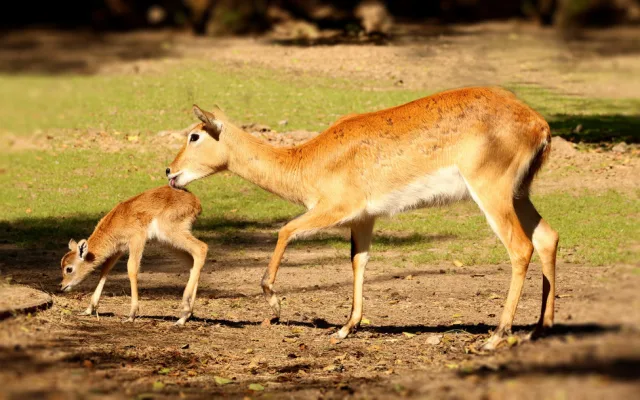 Plzeňská zoo se pochlubila stým mládětem ohrožené antilopy vodušky červené