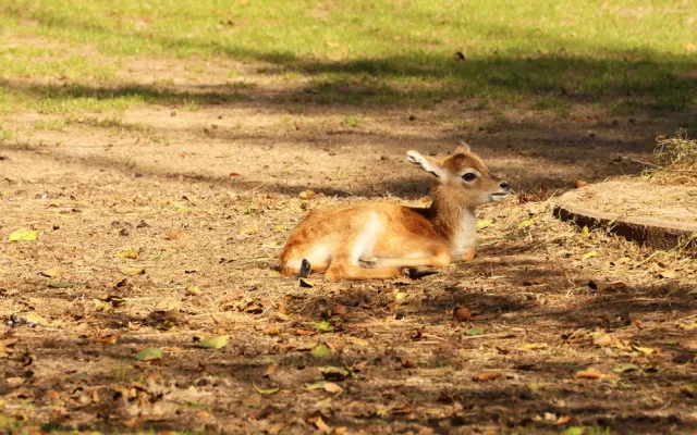 Plzeňská zoo se pochlubila stým mládětem ohrožené antilopy vodušky červené