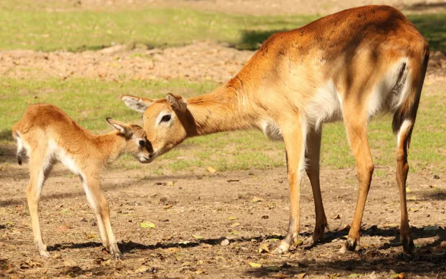 Plzeňská zoo se pochlubila stým mládětem ohrožené antilopy vodušky červené