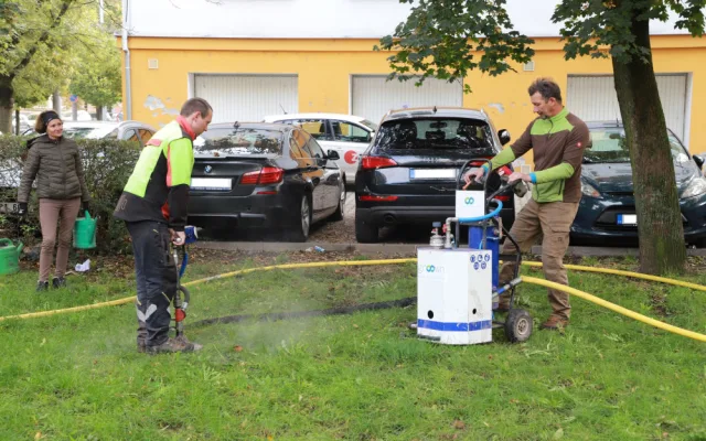 Stoletý jasan dostal speciální půdní výživu, infuze přímo ke kořenům ho ochrání před škůdci a chorobami