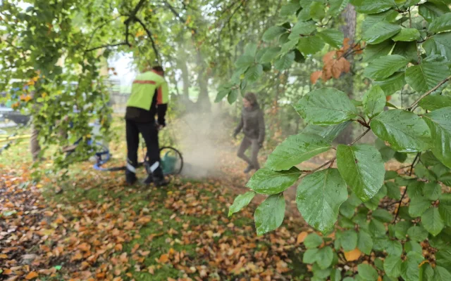 Stoletý jasan dostal speciální půdní výživu, infuze přímo ke kořenům ho ochrání před škůdci a chorobami