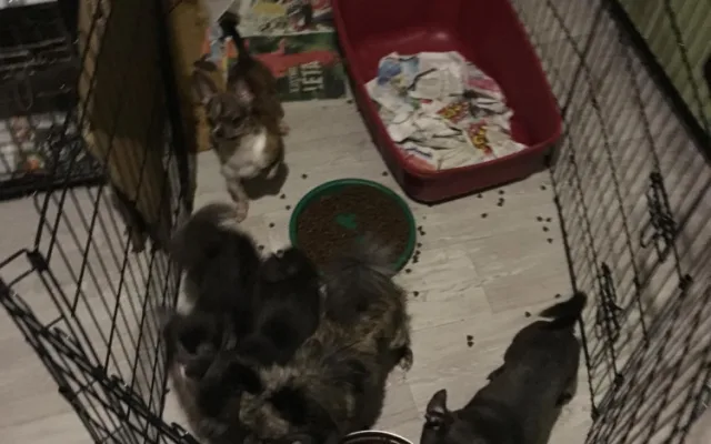 Majitelka otřesné množírny psů neuspěla se stížností u Ústavního soudu, podmínka za týrání stále platí