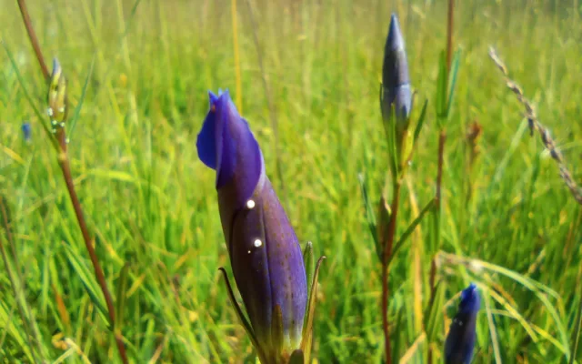 Přírodní památka a botanický klenot Českého lesa je větší, vzácnou louku nově chrání remíz