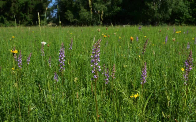 Přírodní památka a botanický klenot Českého lesa je větší, vzácnou louku nově chrání remíz