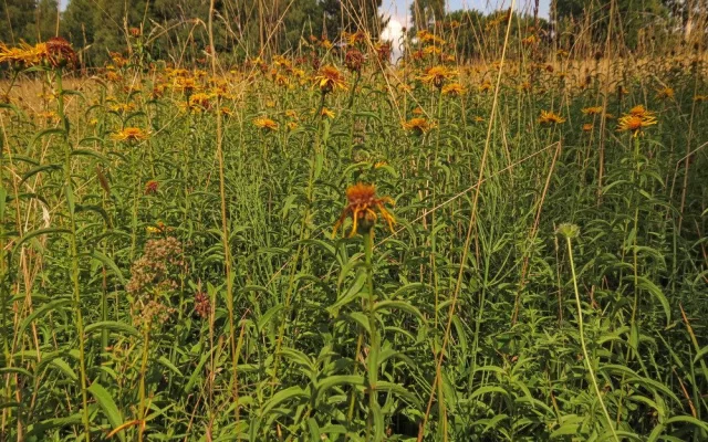 Přírodní památka a botanický klenot Českého lesa je větší, vzácnou louku nově chrání remíz