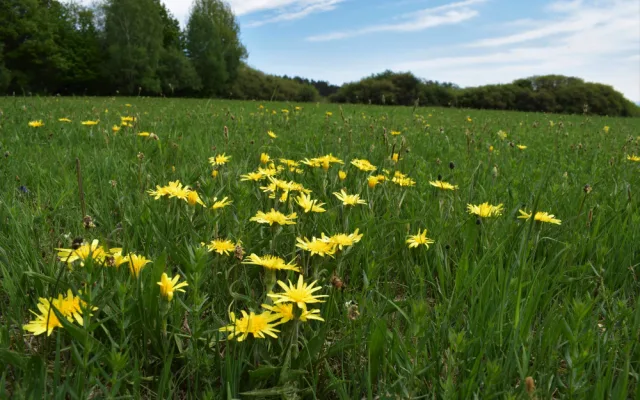 Přírodní památka a botanický klenot Českého lesa je větší, vzácnou louku nově chrání remíz