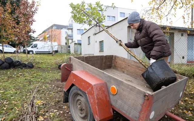 Město se víc zazelená. Lidé dostali od města stromy, které mohou zasadit na svých zahradách