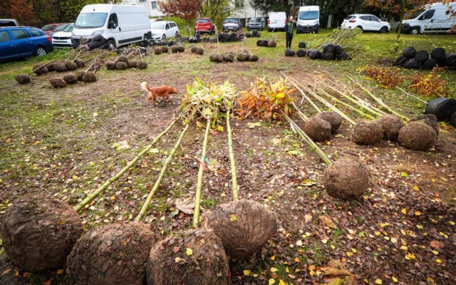 Město se víc zazelená. Lidé dostali od města stromy, které mohou zasadit na svých zahradách