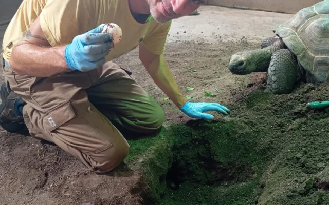 Neuvěřitelná senzace v plzeňské zoo, želva obrovská nečekaně nakladla další snůšku vajec