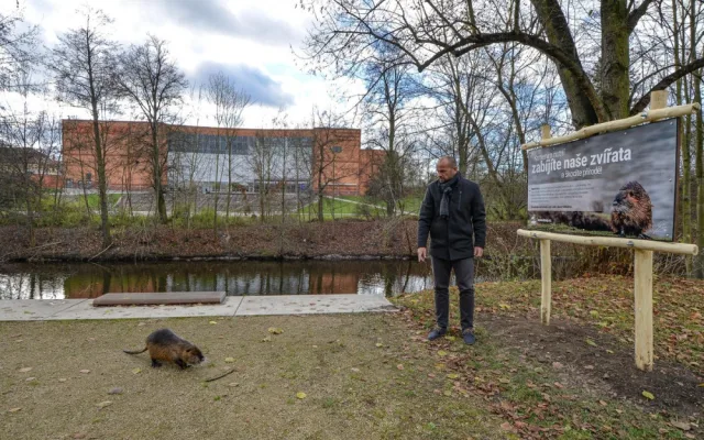 Nekrmte nutrie, apeluje město. Přemnožení hlodavci páchají velké škody a mohou přenášet infekční nemoci