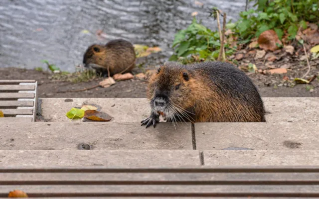 Nekrmte nutrie, apeluje město. Přemnožení hlodavci páchají velké škody a mohou přenášet infekční nemoci