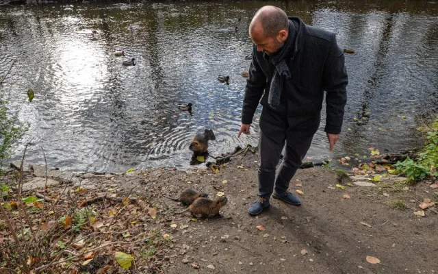 Nekrmte nutrie, apeluje město. Přemnožení hlodavci páchají velké škody a mohou přenášet infekční nemoci