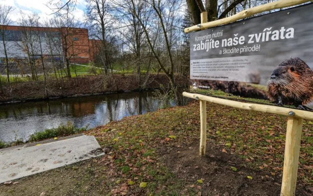 Nekrmte nutrie, apeluje město. Přemnožení hlodavci páchají velké škody a mohou přenášet infekční nemoci