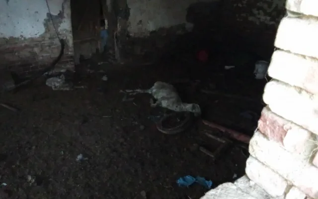 Uhynulý kůň a další zvířata na pokraji smrti, situace šokovala i zkušeného zvířecího záchranáře