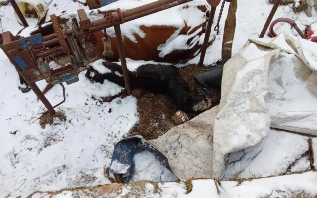 Uhynulý kůň a další zvířata na pokraji smrti, situace šokovala i zkušeného zvířecího záchranáře