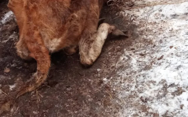 Uhynulý kůň a další zvířata na pokraji smrti, situace šokovala i zkušeného zvířecího záchranáře