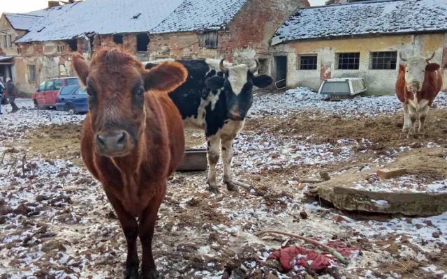 Uhynulý kůň a další zvířata na pokraji smrti, situace šokovala i zkušeného zvířecího záchranáře