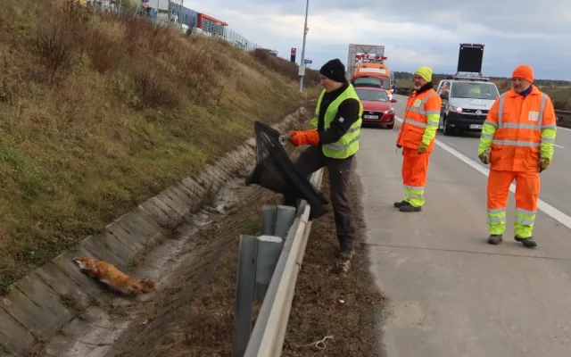 Lišku srazilo na dálnici D5 auto. Těžce zraněnou samici nechtěl opustit její partner a neustále vbíhal do vozovky